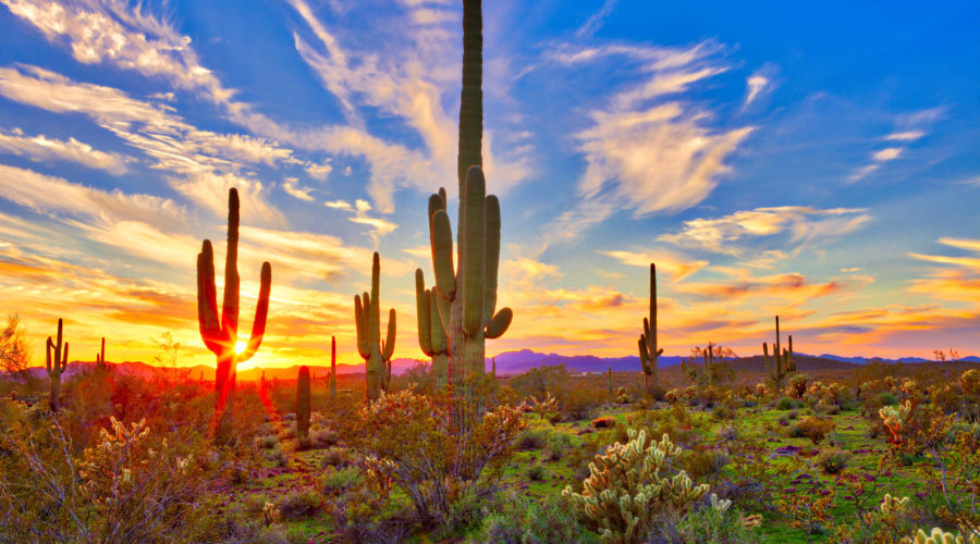 Saguaros at Sunset in Sonoran Desert near Phoenix